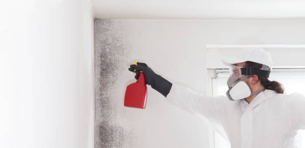 Best Certified Mold Removal  in Monroeville, AL