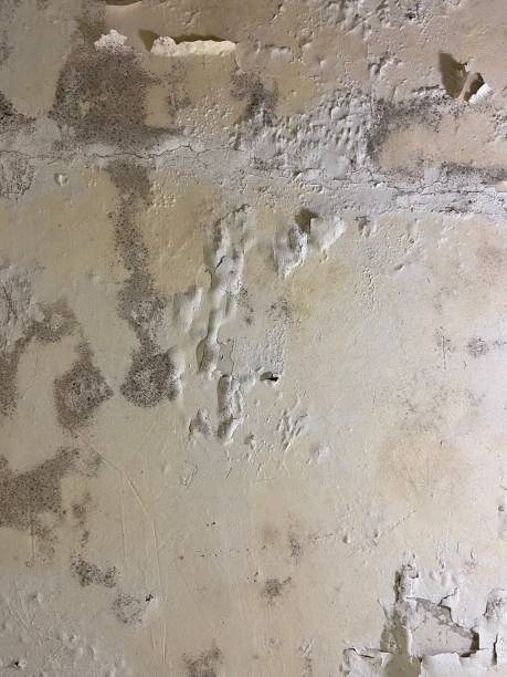 Best Certified Mold Removal  in Monroeville, AL